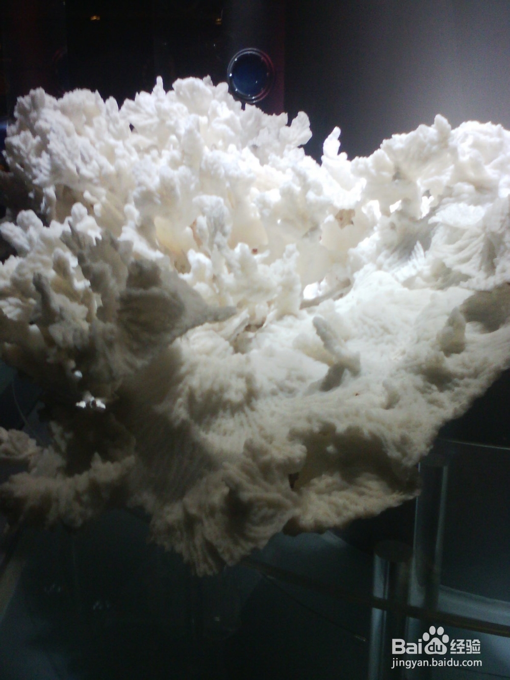 带孩子看海洋生物