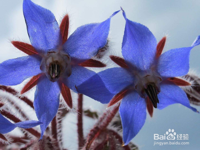 琉璃苣的养殖方法是什么？