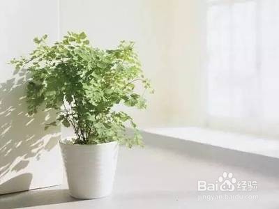 如何让家里的花长的更好