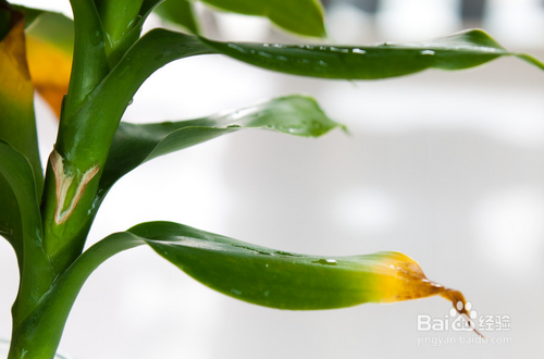 富贵竹养殖方法注意事项