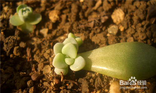 如何种植多肉叶插苗