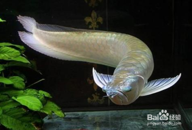 如何养好银龙鱼？