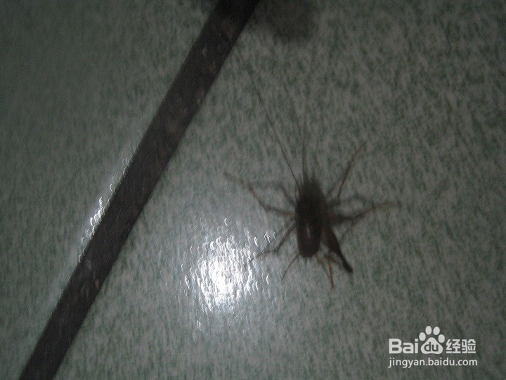 夜里在室内怎样给蟋蟀拍照