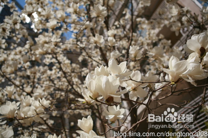 朝阳公园寻春的小孩