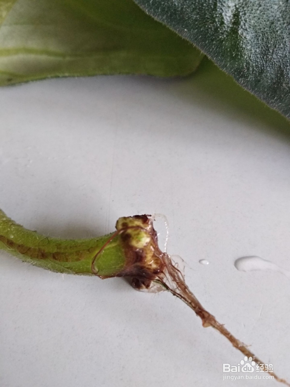 大岩桐的叶插繁殖