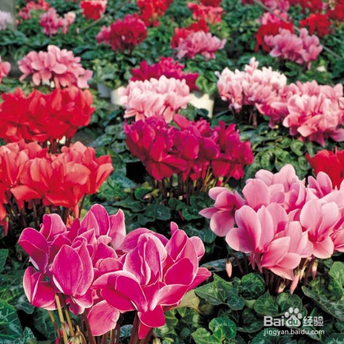 仙客来叶子变黄了怎么办？