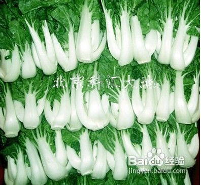 冬季如何储存大白菜