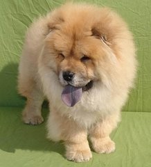 宠物狗的品种有哪些？