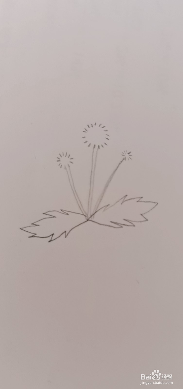 简笔画蒲公英怎么画