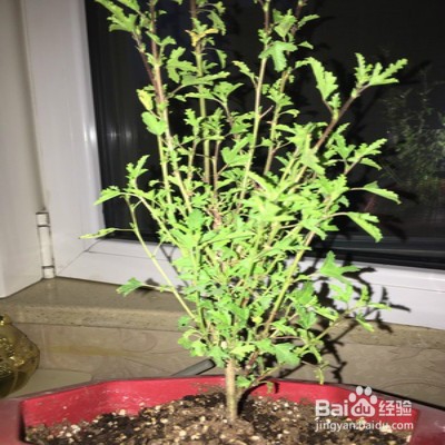 小木槿要怎样爆花多多