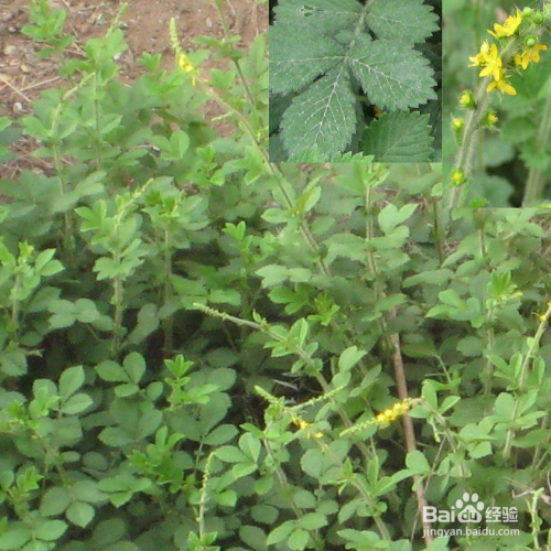 龙牙草的培育方法和注意事项