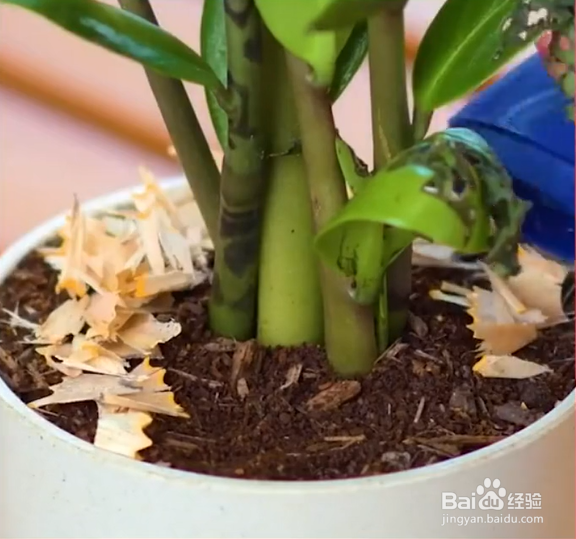 生活中种植花草的妙招