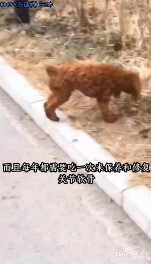 狗髌骨脱位如何治疗?