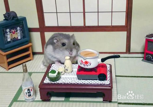 仓鼠怎么养！道听途说可不行，这些你都知道吗？