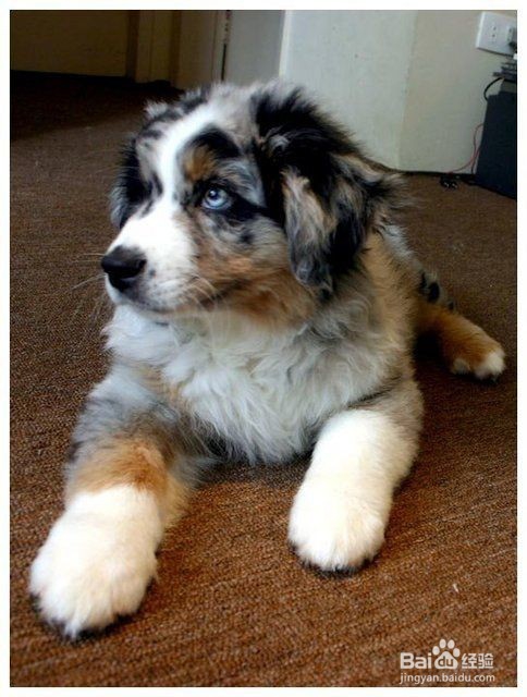 澳大利亚牧羊犬不能吃的东西有哪些？
