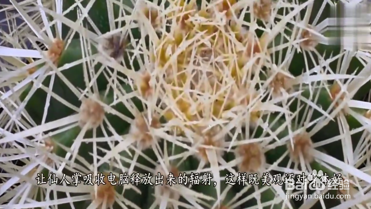 怎么在生活中使用仙人掌?