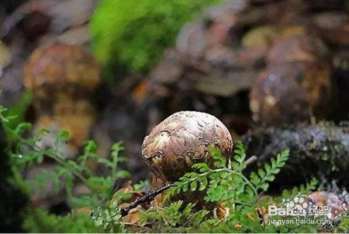 松茸这么贵，那我们应该如何挑选松茸呢？
