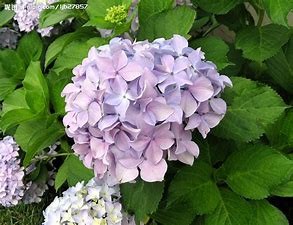 绣球花怎样保养#校园分享#