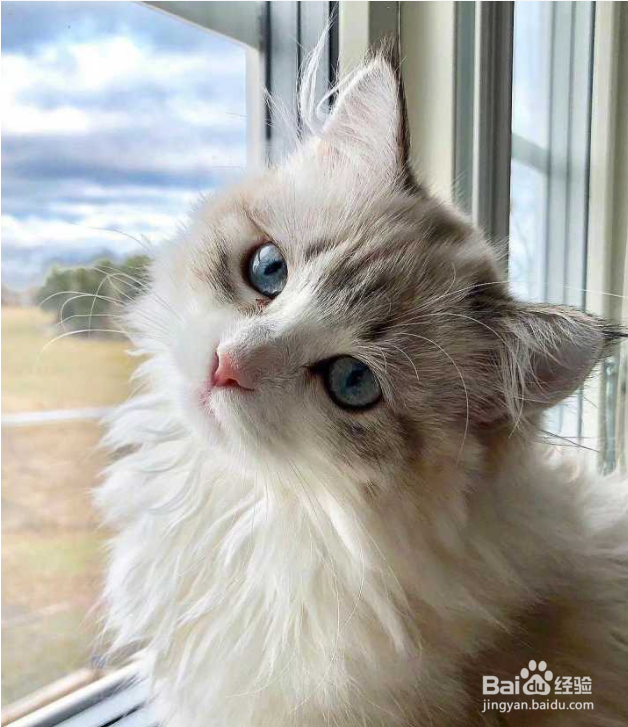 猫猫不吃饭不喝水怎么办