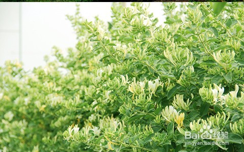 祛斑小妙招!遗传雀斑怎么自然淡化