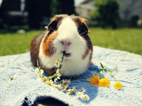 如何清洁荷兰猪