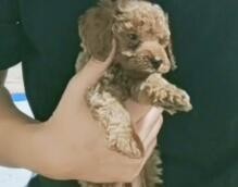 如何分辨狗狗是否怀孕？