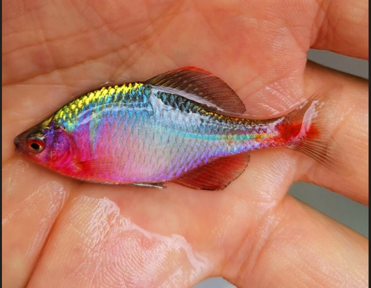 小时候雨后都会出现池塘里五颜六色的游来游去的小东西像鱼儿是什么