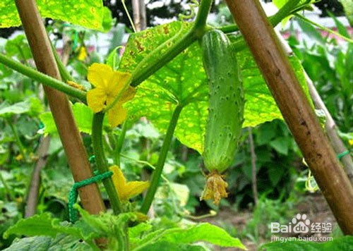黄瓜重茬根腐怎么办:都有啥症状,应如何防治