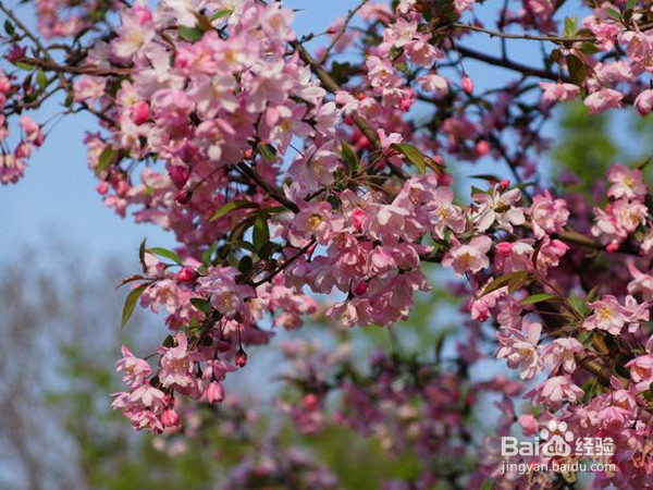 郑州有哪些地方可以赏樱花的？旅游踏青
