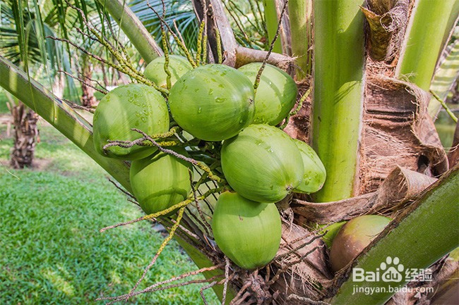 有乳腺癌的人适合吃哪些水果？