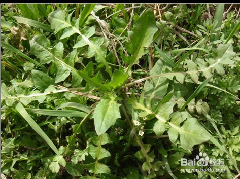 春天多吃这几种野菜