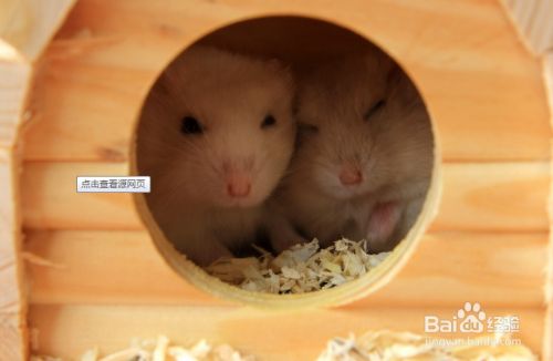 百度经验