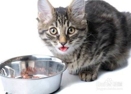 猫咪胃口不好怎么办?