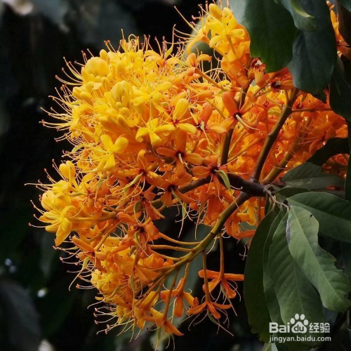 无忧花养殖时需要注意什么？