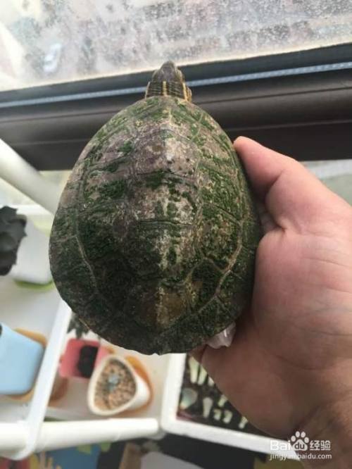 清除龟背上青苔最佳方法