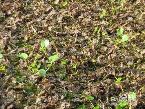 水浮莲怎么清理