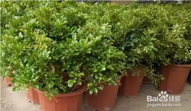 米兰换盆的注意事项