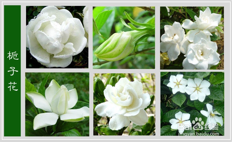 怎样养好栀子花