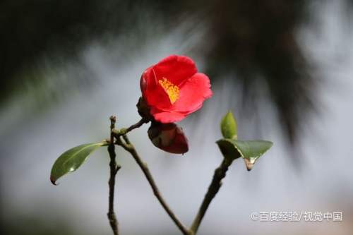 耐冬花的养殖方法和注意事项 百度经验