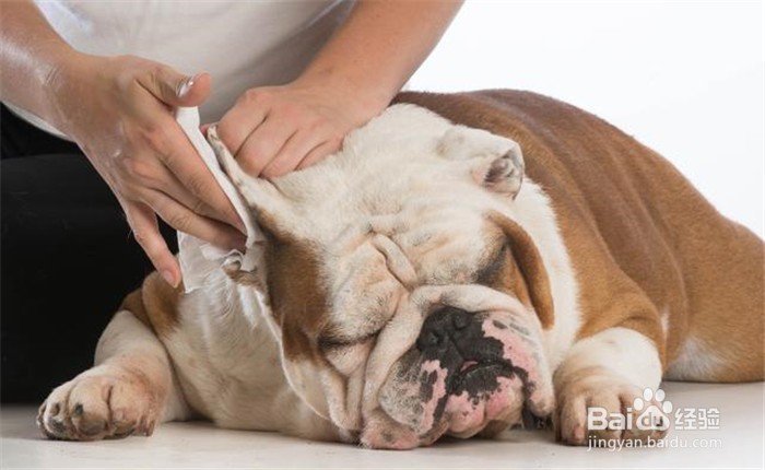 狗狗耳朵臭怎么办