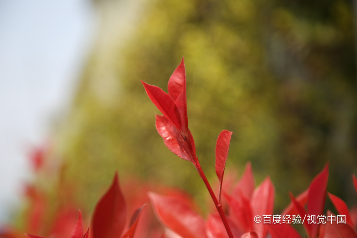 红叶石楠的扦插方法