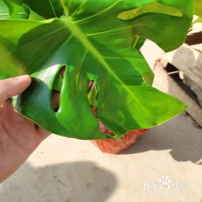龟背竹盆栽黄叶怎么办