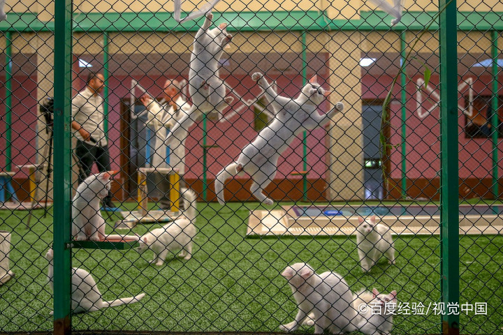 母猫没奶怎么办