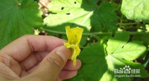 冬瓜怎样种植结瓜又大又多 百度经验