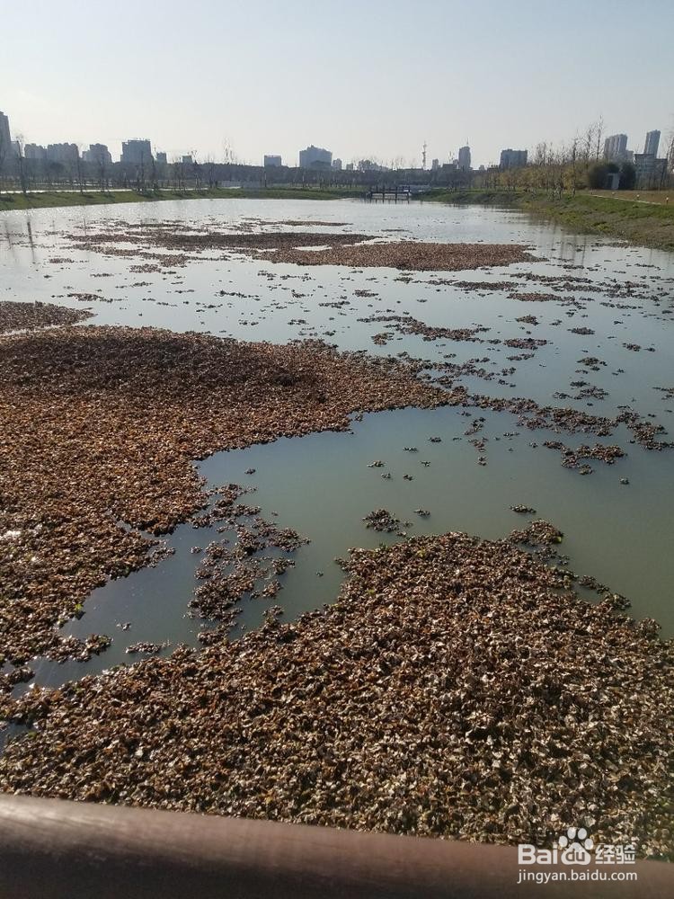 水浮莲怎么清理