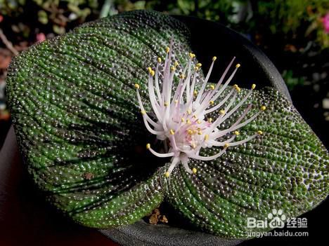 多肉植物紫镜怎么养 百度经验