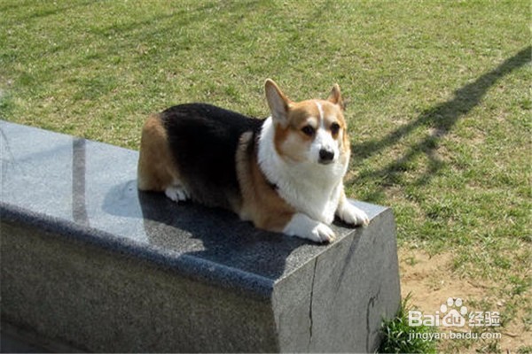 训练柯基犬需要注意什么