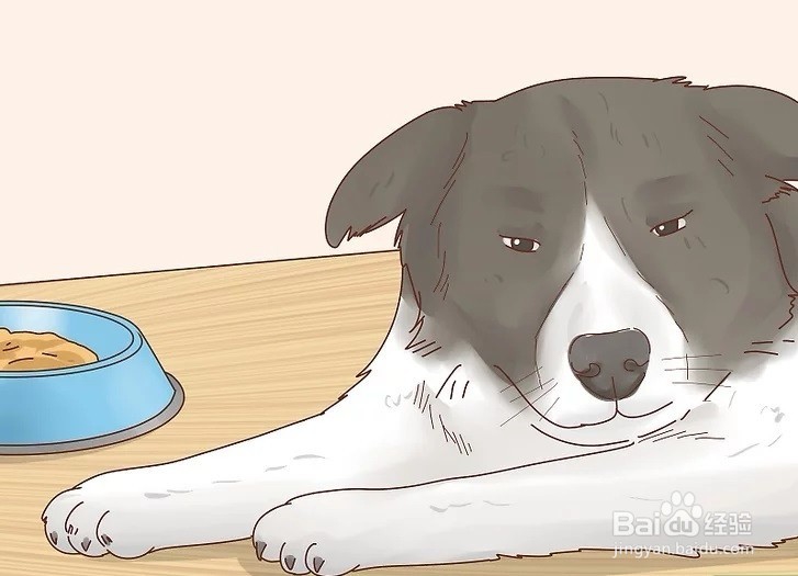 怎样才能增加狗狗的食欲?