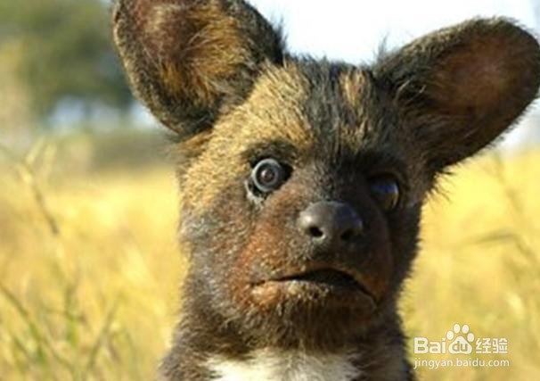 除了吃药，痛风患者应该怎样预防缓解症状发生