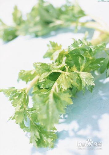 减肥瘦身食谱:减肥的蔬菜大盘点